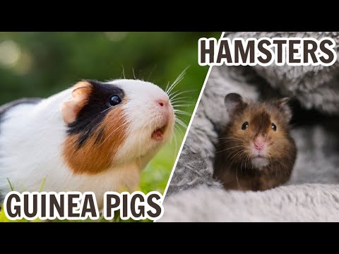 Guinea Pigs VS Hamsters