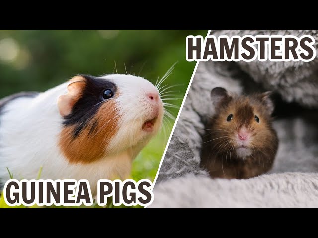 So Just What Is The Difference Between A Guinea Pig Vs Hamster