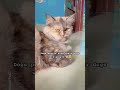 Difference 🐶🐱 #cat #catentertainment #viral #catmusic #music #shorts #funny #cute #catvideos