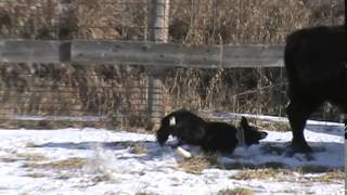 wit biting calves