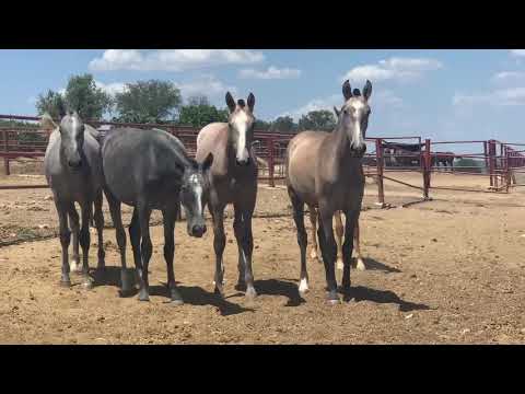 Vídeo: Equitrekking Muestra El Mundo A Caballo - Matador Network