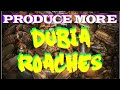 Improved way of making Dubia roach bins(Faster,easier, better)