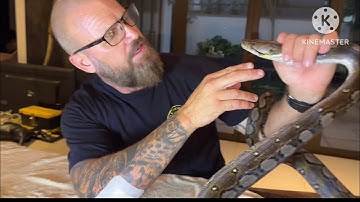 Reticulated python! Removing a really bad stuck eye shed. 💢viewer discretion advised💢‼️