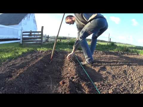 Video: Feil Når Du Forbereder Blomster Til Vinteren