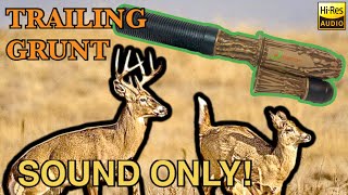 Sound Only: Young Buck Trailing Grunt Call (Play While Hunting) Flextone “The Extractor” Deer Call screenshot 5