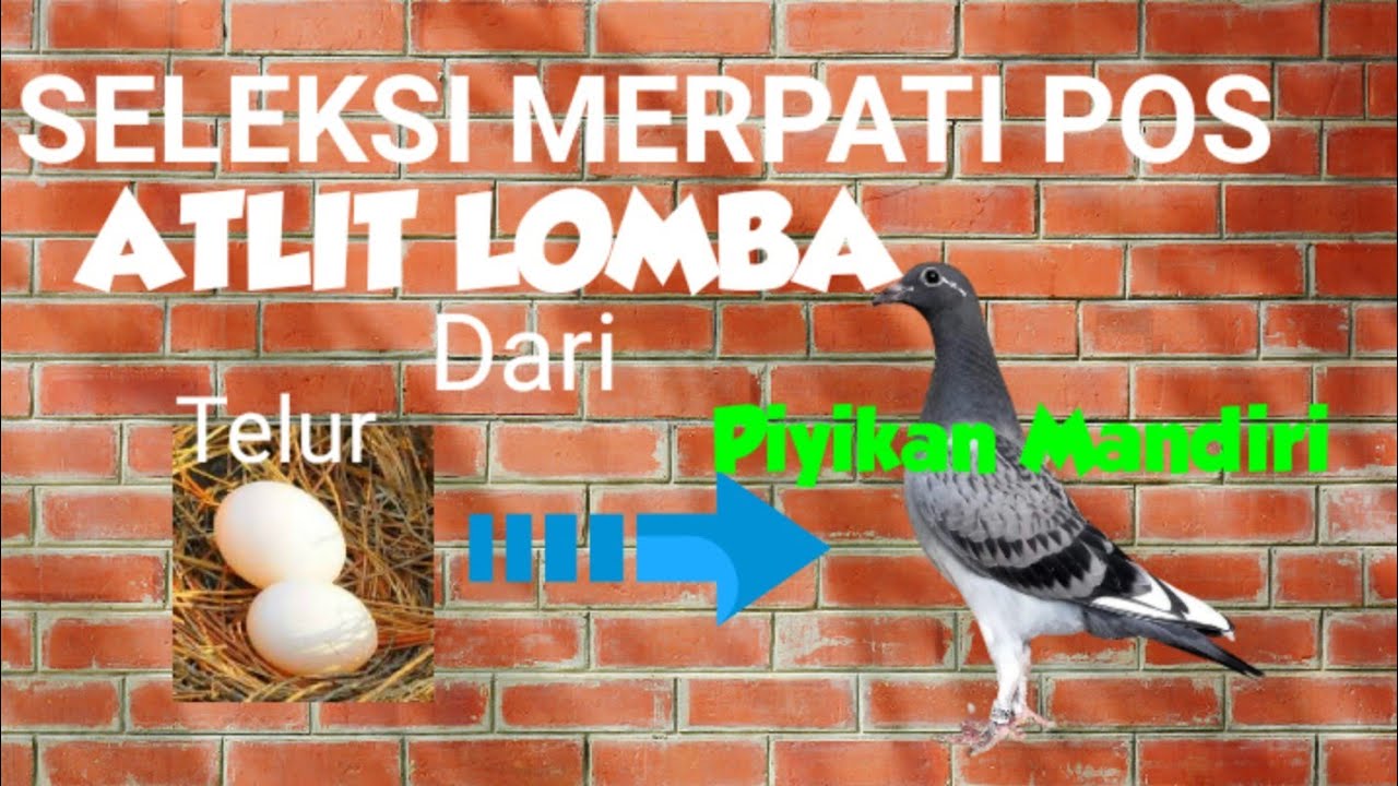 TOP 8 TRIK SELEKSI BURUNG MERPATI  POS LOMBA DARI TELUR  SAMPAI MANDIRI