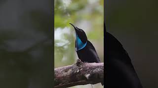 Burung Cendrawasih Kerah Biru dhewansuaraburung cendrawasihkerah burungcantik duniaburung