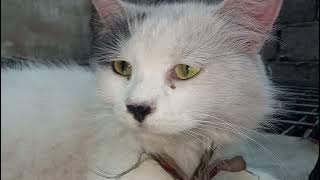 Ꮖ ᎻᎪᏙᎬ Ꭺ🌹 CUTE ᏟᎪͲ 😁ᎪΝᎠ ᎻᎬᎡ ΝᎪᎷᎬ ᏆՏ ΝᏆᏦᏆ🐈