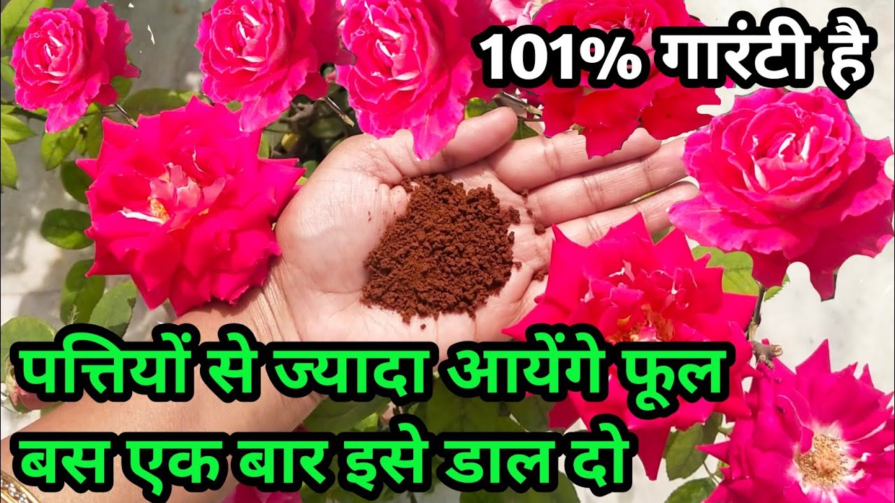 Best fertilizer for rose plantBest homemade natural fertilizer for