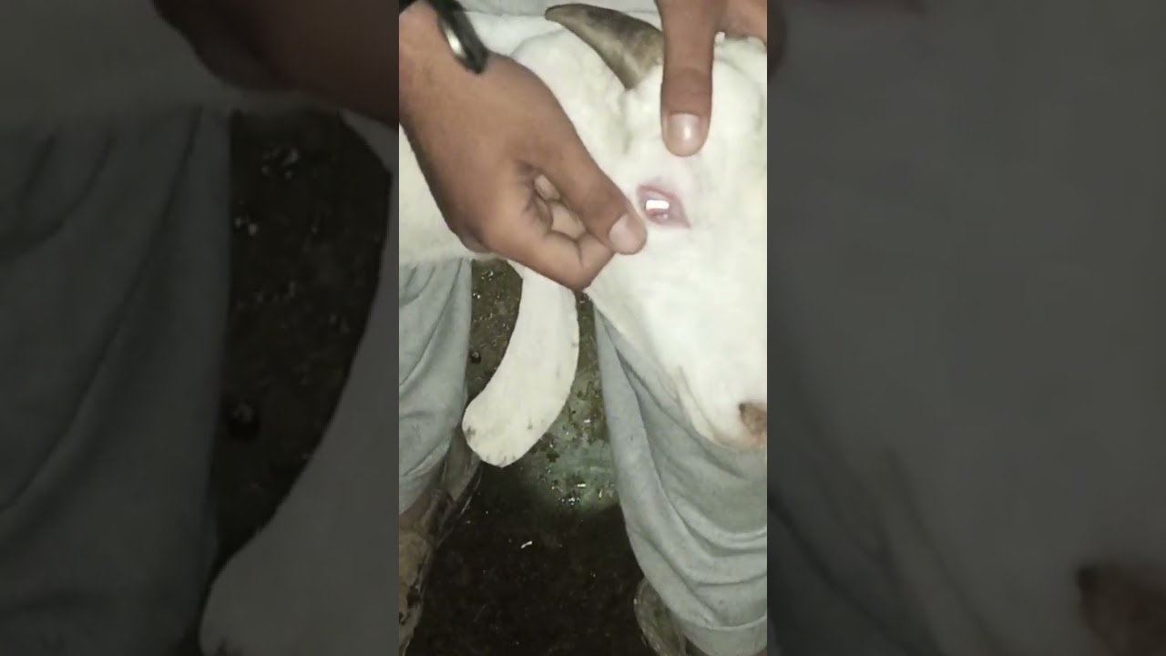 Vitamin AD3 Deficiency in Goat Diagnosis treatment