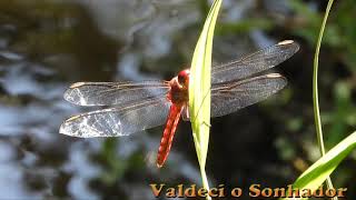 What Does It Mean When A Dragonfly Visits Your Home Heres What It Symbolizes