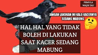 Hal hal yang tidak boleh di lakukan saat kacer mabung