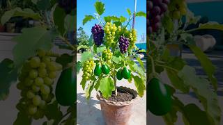 Download Lagu Unique planting experiment | How to growing grape fruit at brinjal plant | Tips \u0026 tricks #reels MP3 Download Lagu Unique planting experiment | How to growing grape fruit at brinjal plant | Tips \u0026 tricks #reels MP3