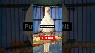 Perkutut Putih Majapahit #shorts #burung #perkutut #viralshorts Perkutut Putih Majapahit #shorts #burung #perkutut #viralshorts