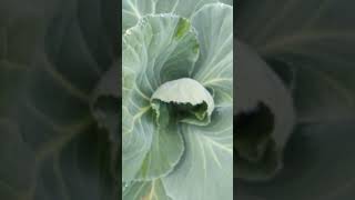 Cultivo de BERZA  (Asa de Cantaro) 🥬