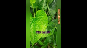 CÂY lá Lốt điều trị đau lưng, đau gối CÂY DƯỢC LIỆU | CÂY THUỐC ĐÔNG Y | Khó khăn thành đơn giản