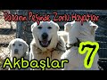 DAVARIN PEŞİNDE ZORLU HAYATLAR 7 ( ORHUN TOPKAYA MİSAFİRİMİZ )