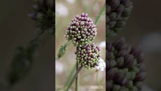 שום גבוה 🌸  Wild Leek-Allium ampeloprasum  🌾 כוכב יאיר 🎗