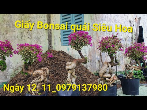 Video 12. 11 _ Giấy ghép cẩm thạch tím huế siêu hoa, gốc... - youtube