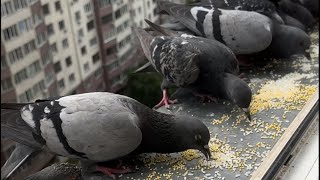 PIGEONS ANGEL BIRDS of HAPPINESS🕊️🕊️🕊️🌈❤️ #youtube #edit #trending #birds #pigeon #video #subscribe