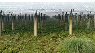 Chinese-Built Solar Power Plant Shines In Northern Bangladesh