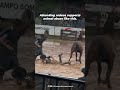 This Horse’s Reaction Says Everything About Rodeos 💔