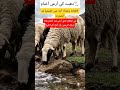 عين طبيعية انفجرت في المكان الذي أرعى فيه أغنام عادة مشاء الله تبارك الرحمن اترك أترا طيبا 