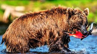 This Bear Has Emotions Like You Do | What Researchers Discovered
