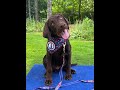 "Comfort and Care" Turned to Tragedy: Maine’s First Comfort Dog Dead