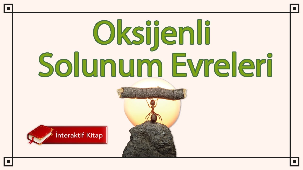 AYT Biyoloji | Oksijenli Solunum Evreleri 