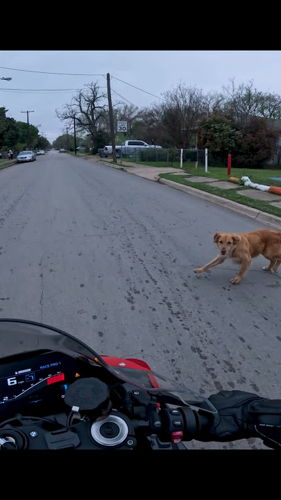 Close Call | Dog Crosses Unexpected ly #bike #bikerides #bilalrides #stuntriding #adventure