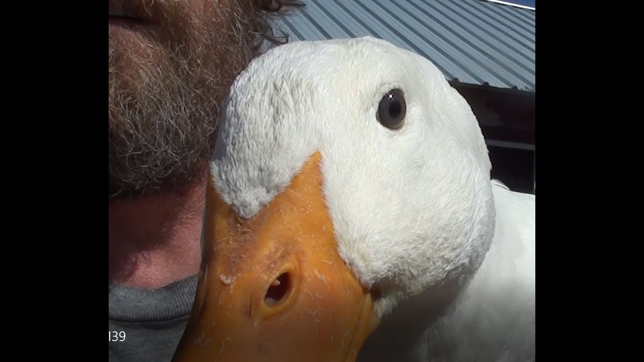 Catch Cook and Process Duck YouTube