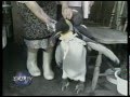 Pet penguin strolls through a Japanese town