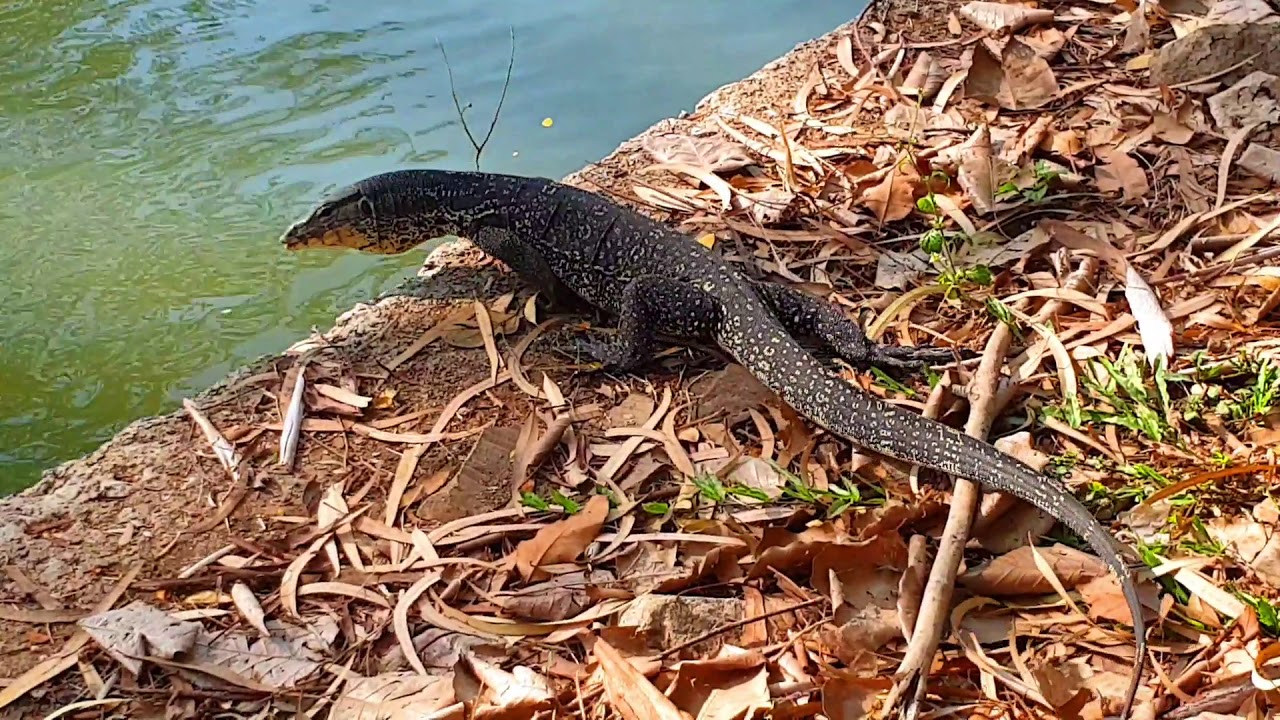 Варан в таиланде Варан в таиланде
