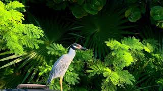 Bird lover belike… seeing bird and record that’s it 