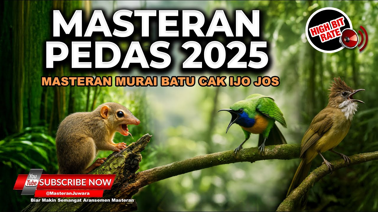 Kompilasi Masteran Cucak Cungkok Super Gacor Isian Bajing Kekes Kunti dan Cucak Jenggot Mesin Jahit