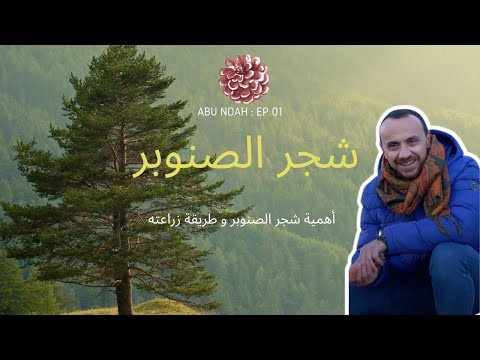 فيديو: هل تنمو أشجار الصنوبر في آسيا؟