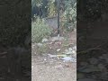 In the board: cleanest city of Assam🤡 #civicsense #funny #relatablecontent #shorts #shortvideo