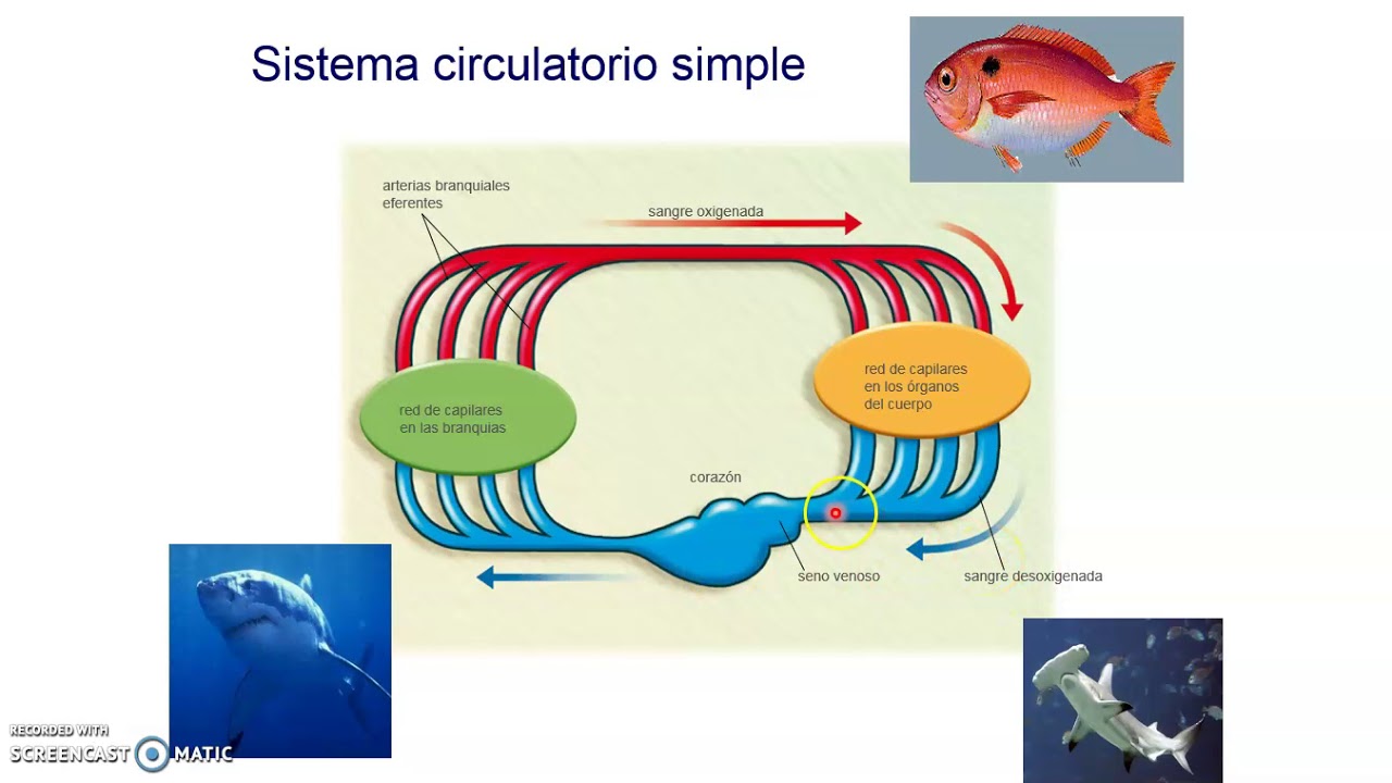 circulación animal 2 YouTube
