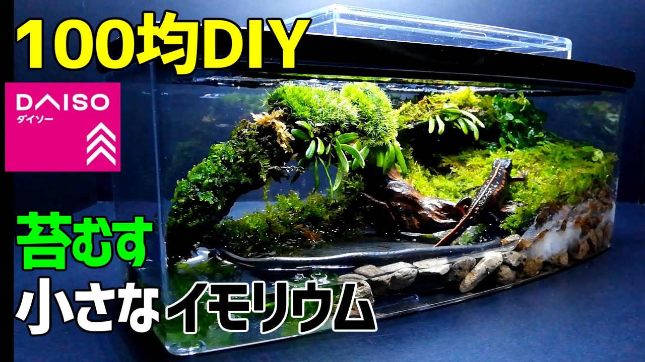 苔むす 小さなイモリウム 作り方 100均diy シリケンイモリ飼育 ダイソーアイテムで苔テラリウム作成 How To Make Tabletop Moss Terrarium Vivarium Youtube