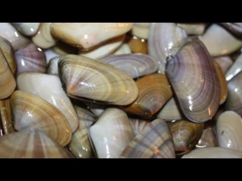 Video: ¿Qué es la arena de coquina?