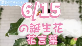 6/15の誕生花と花言葉【園芸のぶチャンネル】【6月】【15日