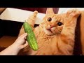 Cat scare of cucumber  funny cat reaction  cool pets