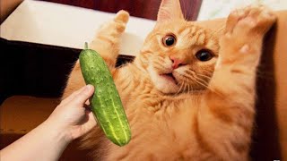 Cat Scare Of Cucumber - Funny Cat Reaction | Cool Pets