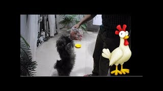 Puppy Lhasa Apso Eating  Raw Chicken by shashank panwar 981 views 6 years ago 2 minutes, 59 seconds