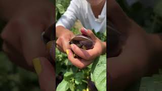 Agriculture Village Fresh Fruit #Viral #Fruit #Shorts #1000