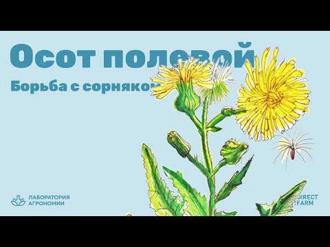 Осот полевой. Борьба