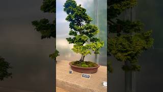 Beautiful Bonsai Tree Garden in Hershey, Pennsylvania Fall 2023 #gardening Beautiful Bonsai Tree Garden in Hershey, Pennsylvania Fall 2023 #gardening