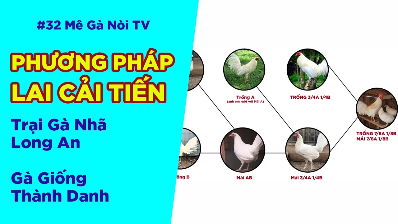MÊ GÀ NÒI #32 Áp dụng phương pháp lai cải tiến cho gà nòi, gà tre, gà mỹ, gà peru , gà việt.