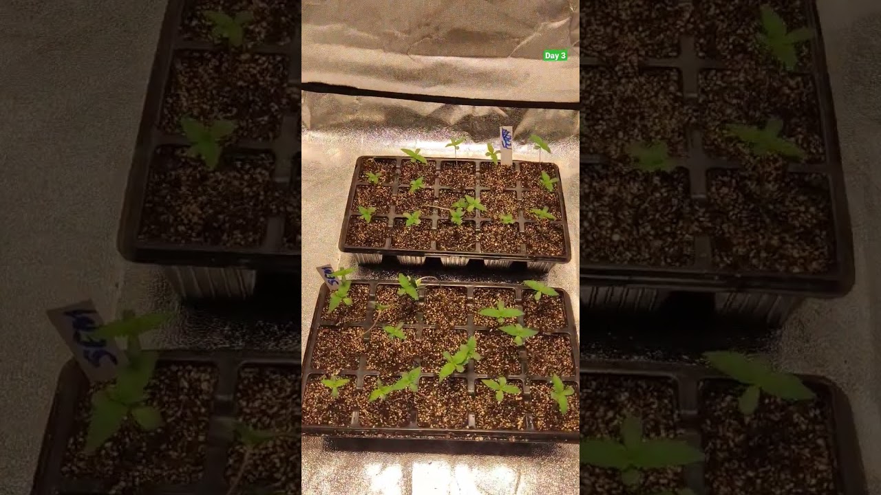 ✅DIA 3⛺GROW 80X80X160💡PAINEL viparspectra XS1500 PRO LED GROW LIGHT🌰 GREEN KUSH 